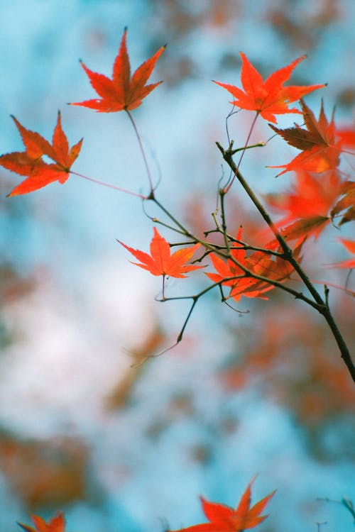Close up of Autumn Leaves