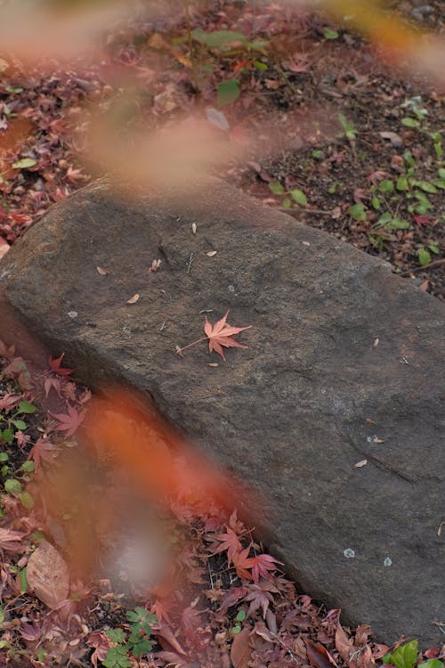 Kostnadsfri bild av falla, fallna löv, höst