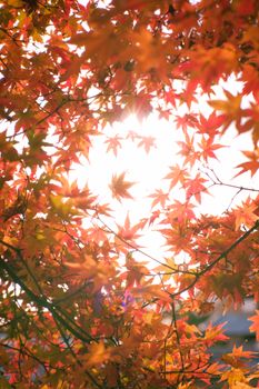 Bright autumn maple leaves with sunlight streaming through, creating a warm and vibrant scene.
