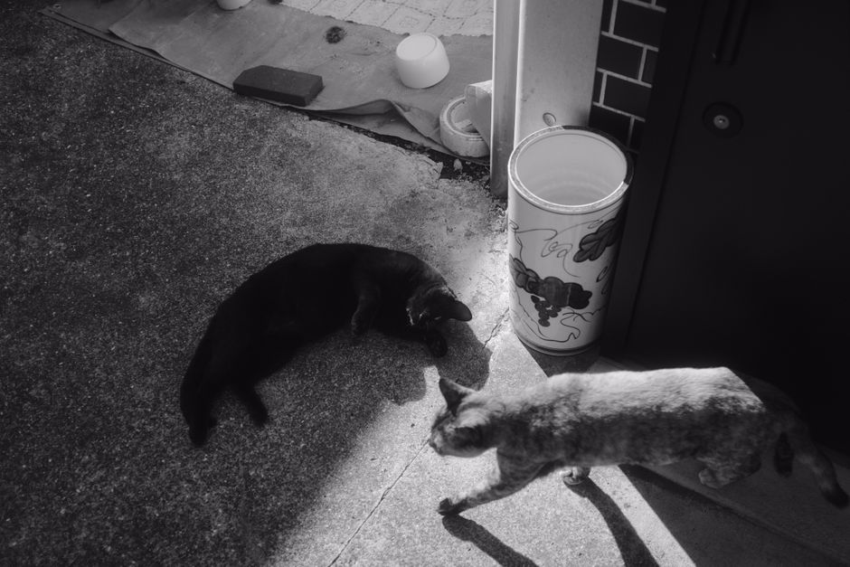晴れた日に屋外のモノクローム環境にいる二匹の猫を撮影しました。