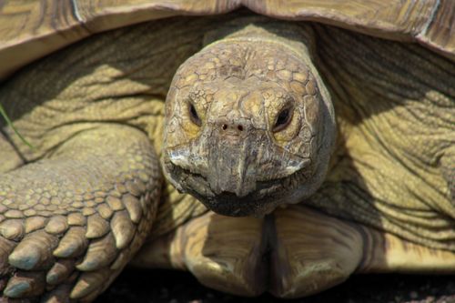 Free Detailed close-up of a tortoise basking in the sun, showcasing its textured shell and features. Stock Photo