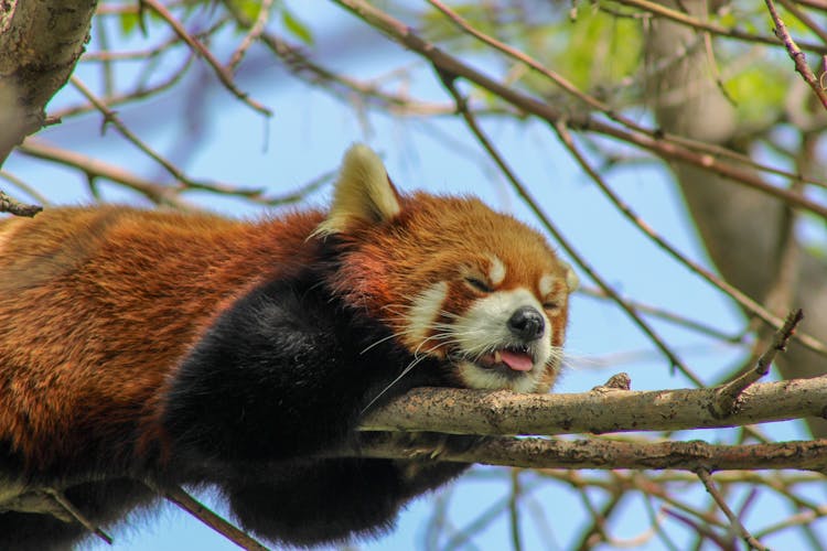 Red Panda Sleeping On A Tree Branch