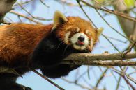 Red Panda on Brown Tree Branch