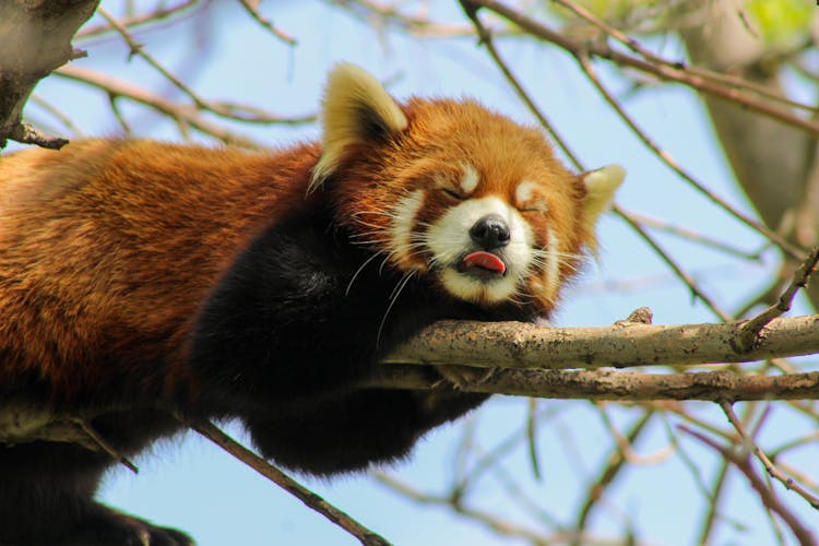 Close-Up Shot Of Red Panda Sleeping On Tree Branch