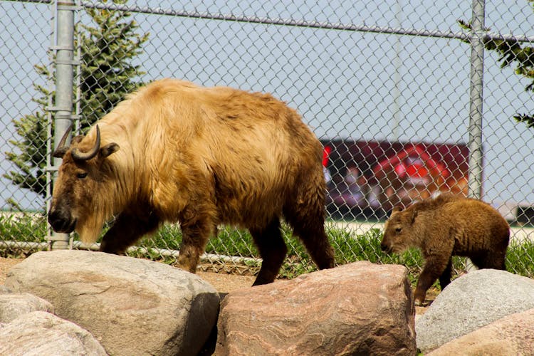 Sichuan Takins In The Zoo