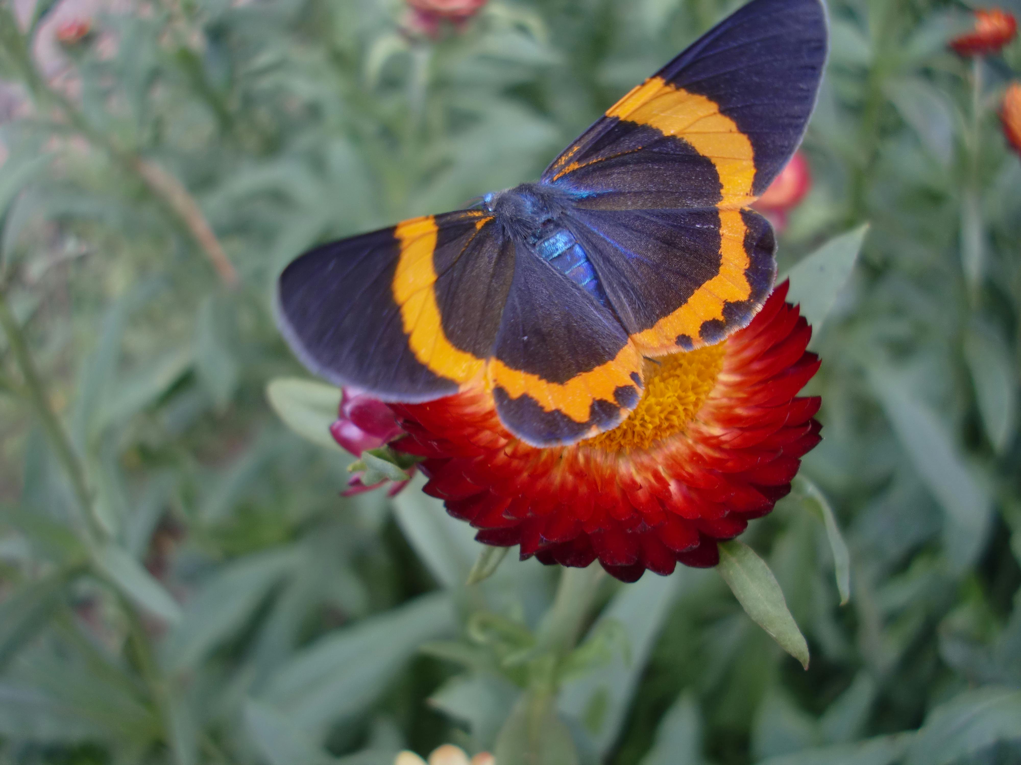 Free stock photo of #butterfly #blue #macro rare #red #flower #nature
