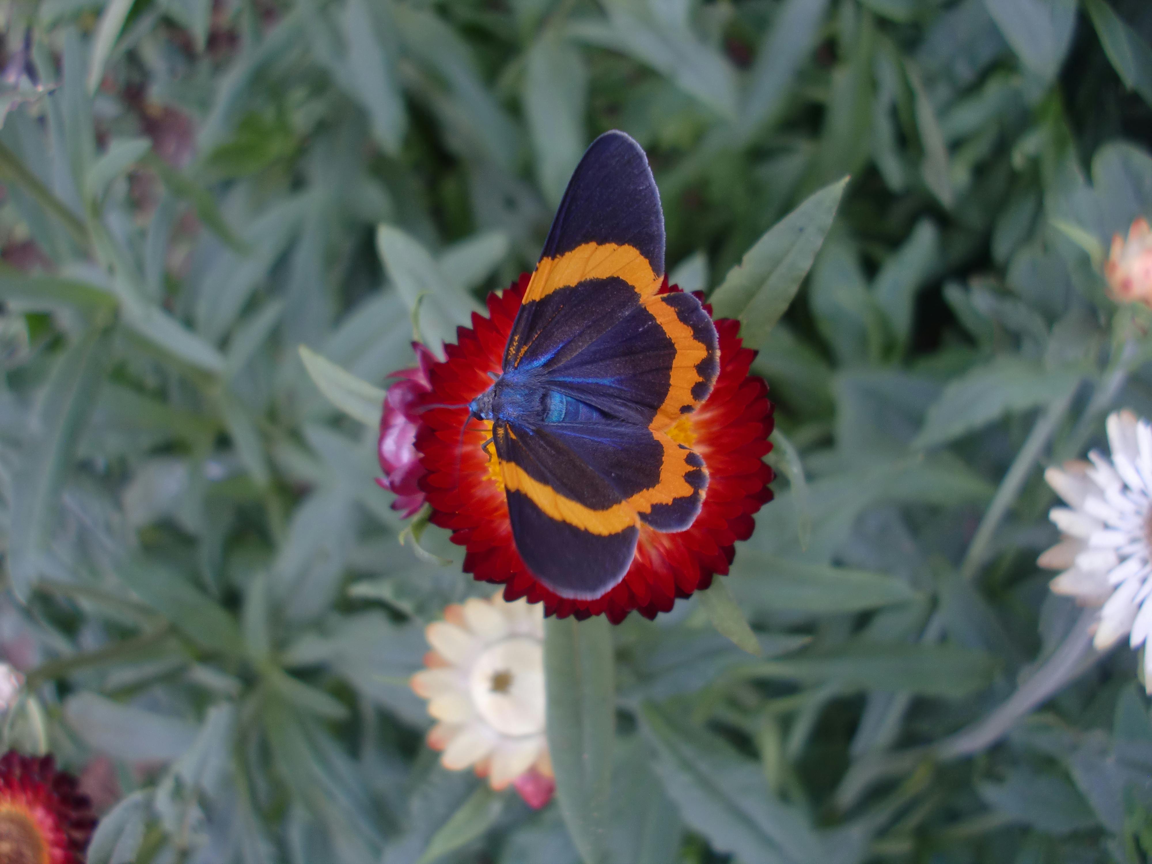 Free stock photo of blue, butterfly, flower