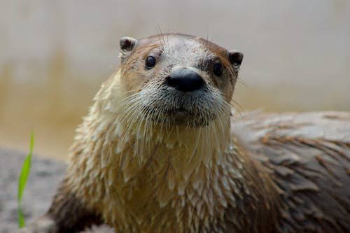 Free Close-up Photo of  a Cute Otter  Stock Photo