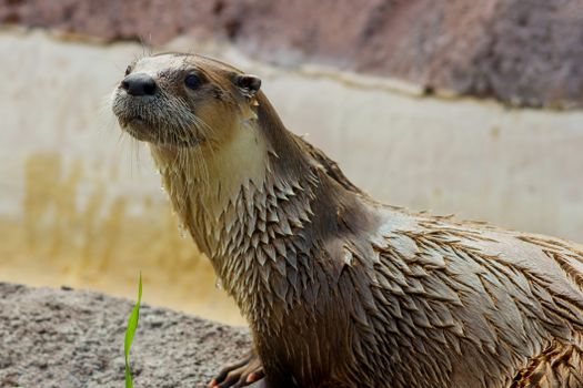 Close-up of a wet otter in its natural habitat, showcasing its textured fur and curious expression.