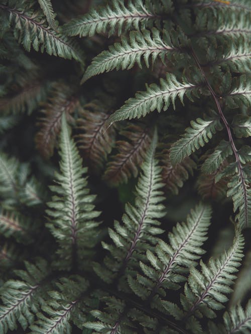 Close-up Photo of Fern Leaves 