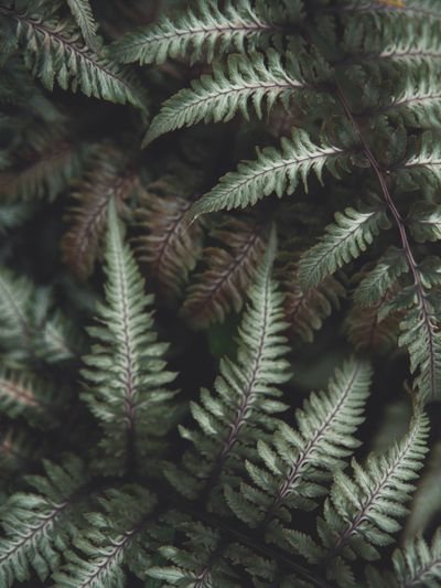 Fern fronds — photo by Aaron Burden on Pexels