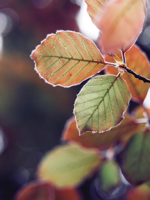 Brown and Green Leaves with Water Droplets 