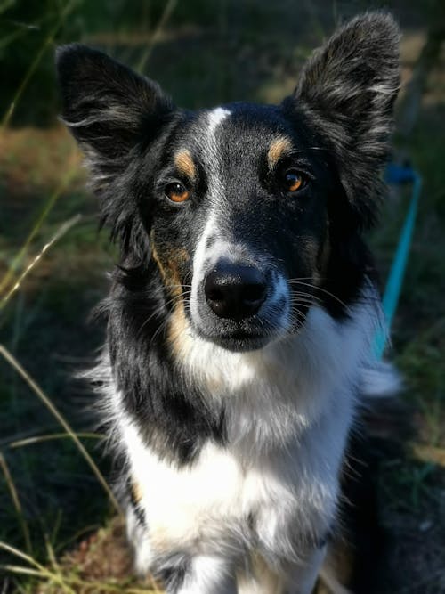 Close-up Photo of Cute Border Collie Dog 
