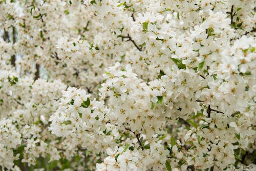 бесплатная Бесплатное стоковое фото с белые цветы, весна, крупный план Стоковое фото