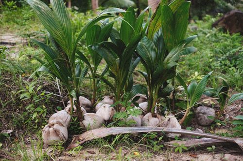 Free Fresh coconut seedlings grow on a forest floor, showcasing lush green leaves amidst natural surroundings. Stock Photo