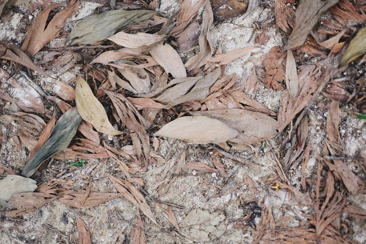 Overhead Shot Of Dry Leaves On The Ground