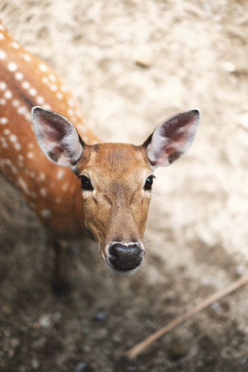 Free Close-up of a Chital deer with a natural background, showcasing wildlife beauty. Stock Photo