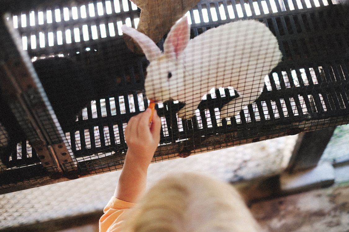 Feeding White Rabbit Feeding of a Cute White Rabbit · Free Stock Photo