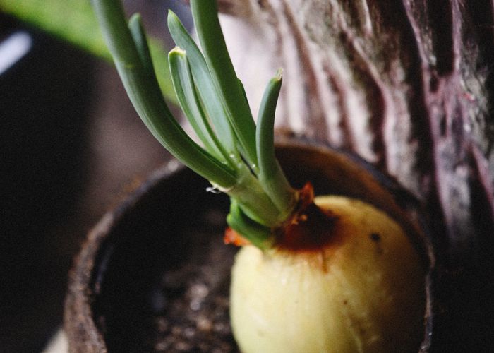Coconut Sprout - Urban Goes Green Plant Guide