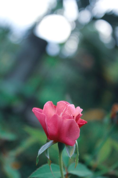 Free Intimate view of a blooming pink rose against a blurred natural background. Stock Photo