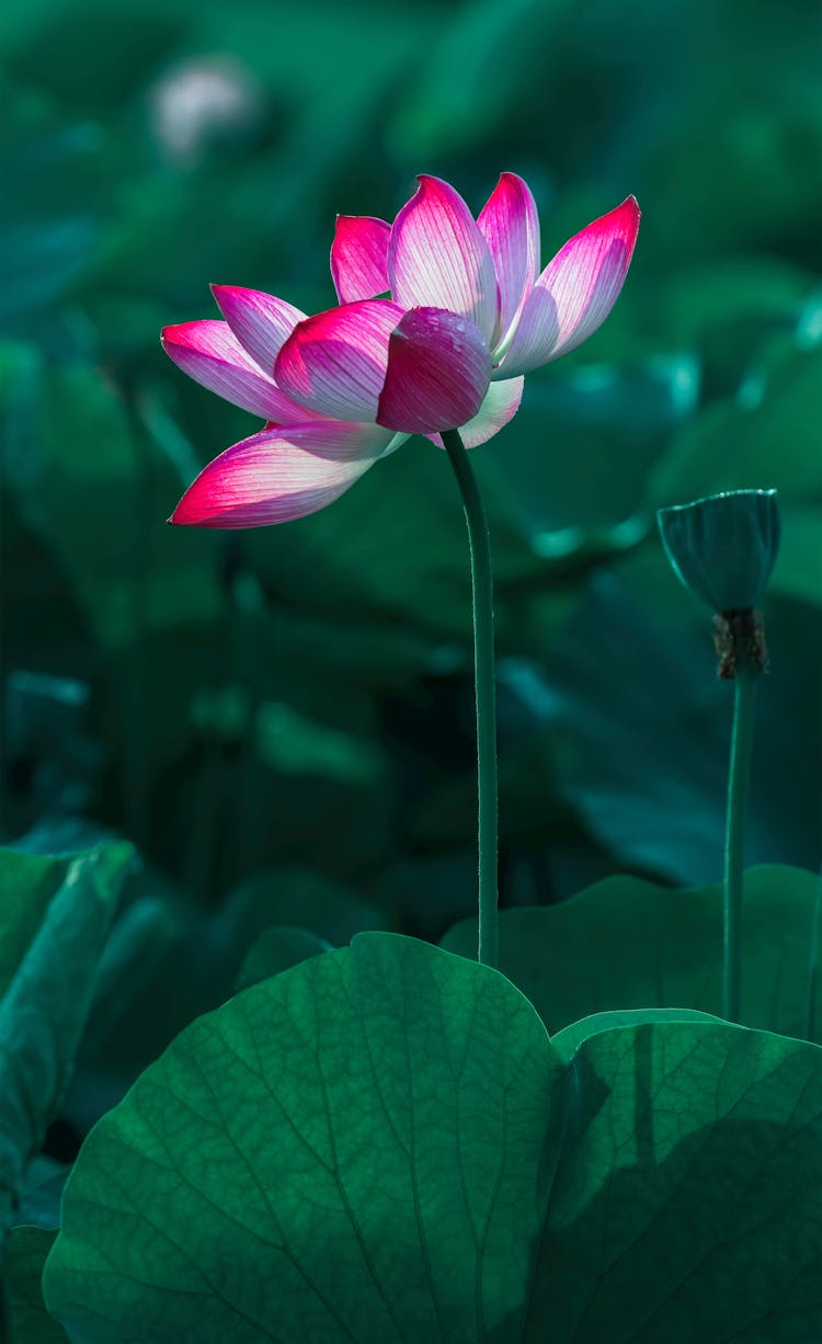 A Blooming Sacred Lotus Flower 