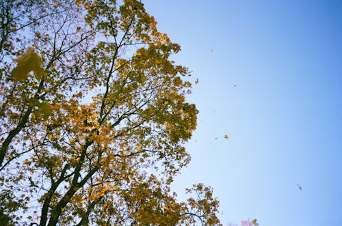 Low Angle Fotografie Von Grünen Blattbäumen Unter Weißem Und Blauem Himmel Zur Tageszeit