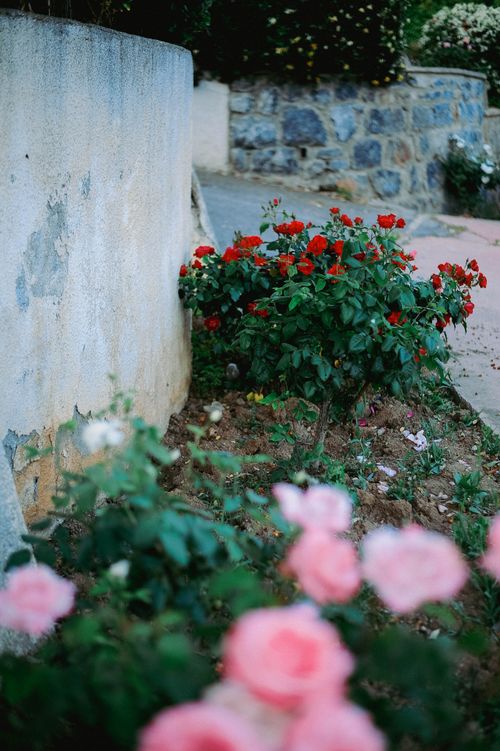 Free Colorful rose bush with red and pink blooms in a charming outdoor garden setting. Stock Photo