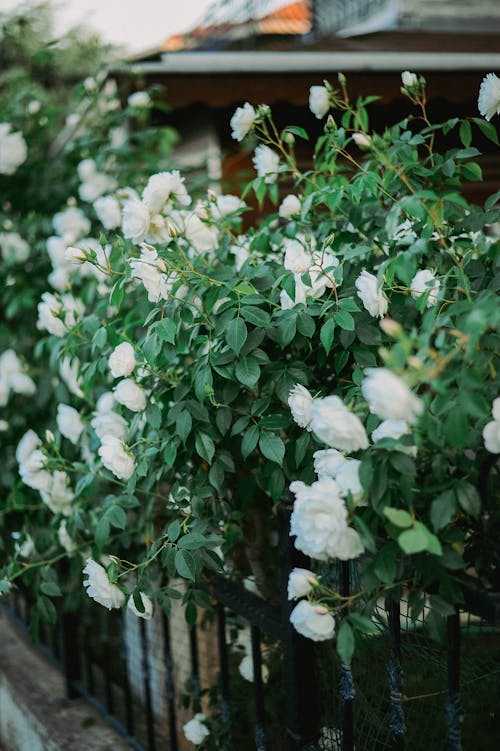 White Garden Roses with Green Leaves 