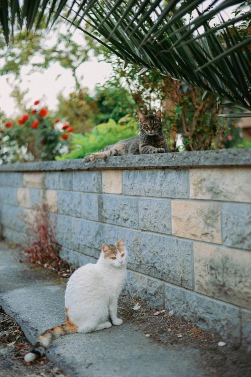Free Two cats enjoying a peaceful garden setting with vibrant background foliage. Stock Photo