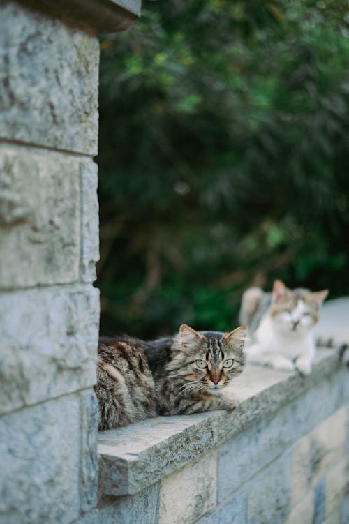 動物, 可愛, 哺乳動物 的 免費圖庫相片