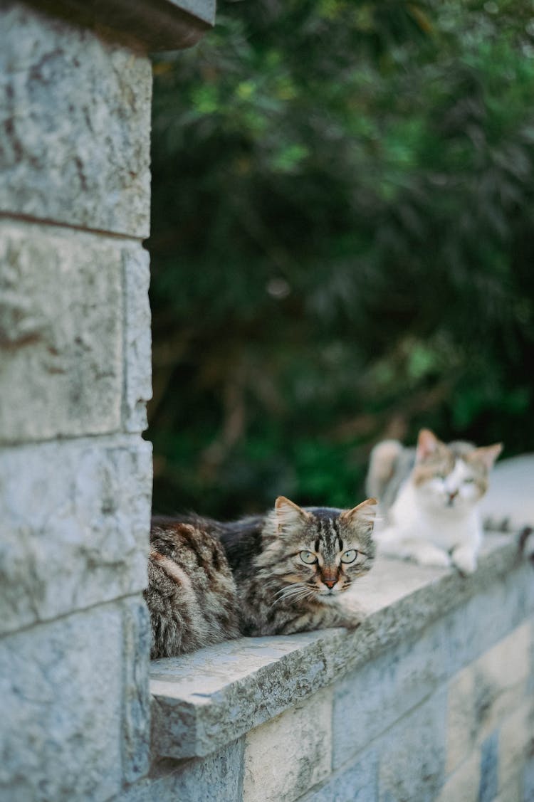 Cats On The Stone Ledge