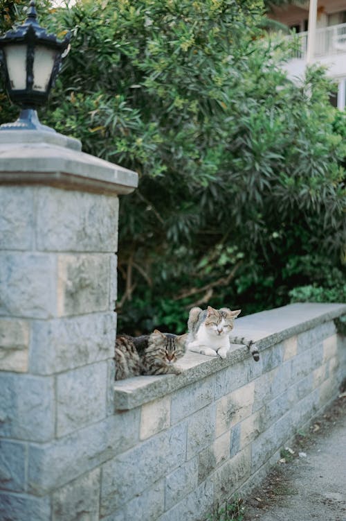 Kostenloses Stock Foto zu katzen, mauer, niedlich