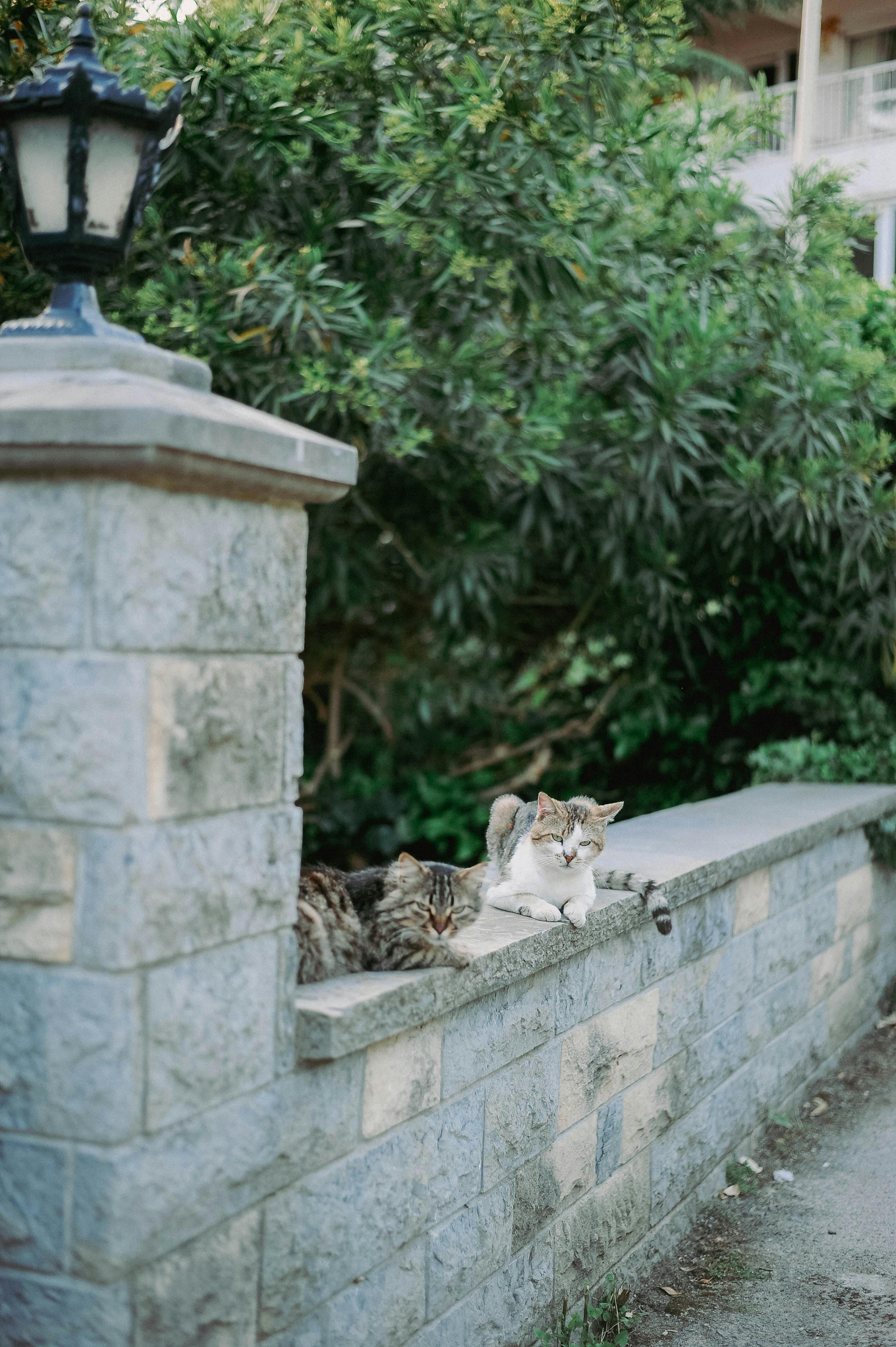 gatos callejeros