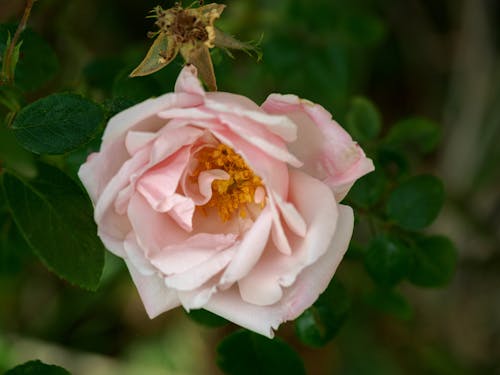 Free Pink Rose in Bloom Stock Photo