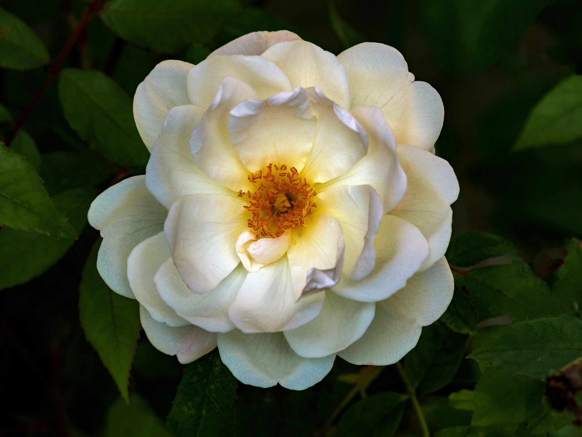 A detailed close-up of a white floribunda rose with lush petals and green leaves.