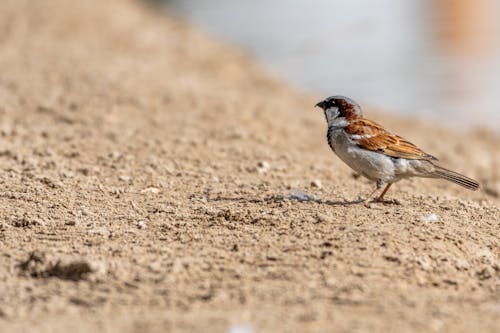 Free Sparrow in Tilt-shift Lens  Stock Photo
