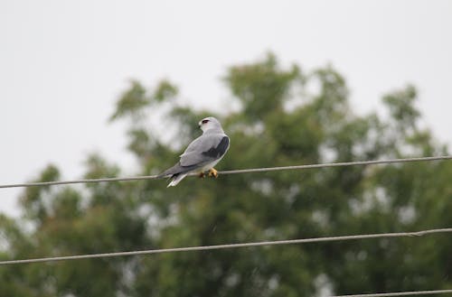 Kostnadsfri bild av djur, fågel, fågelfotografering