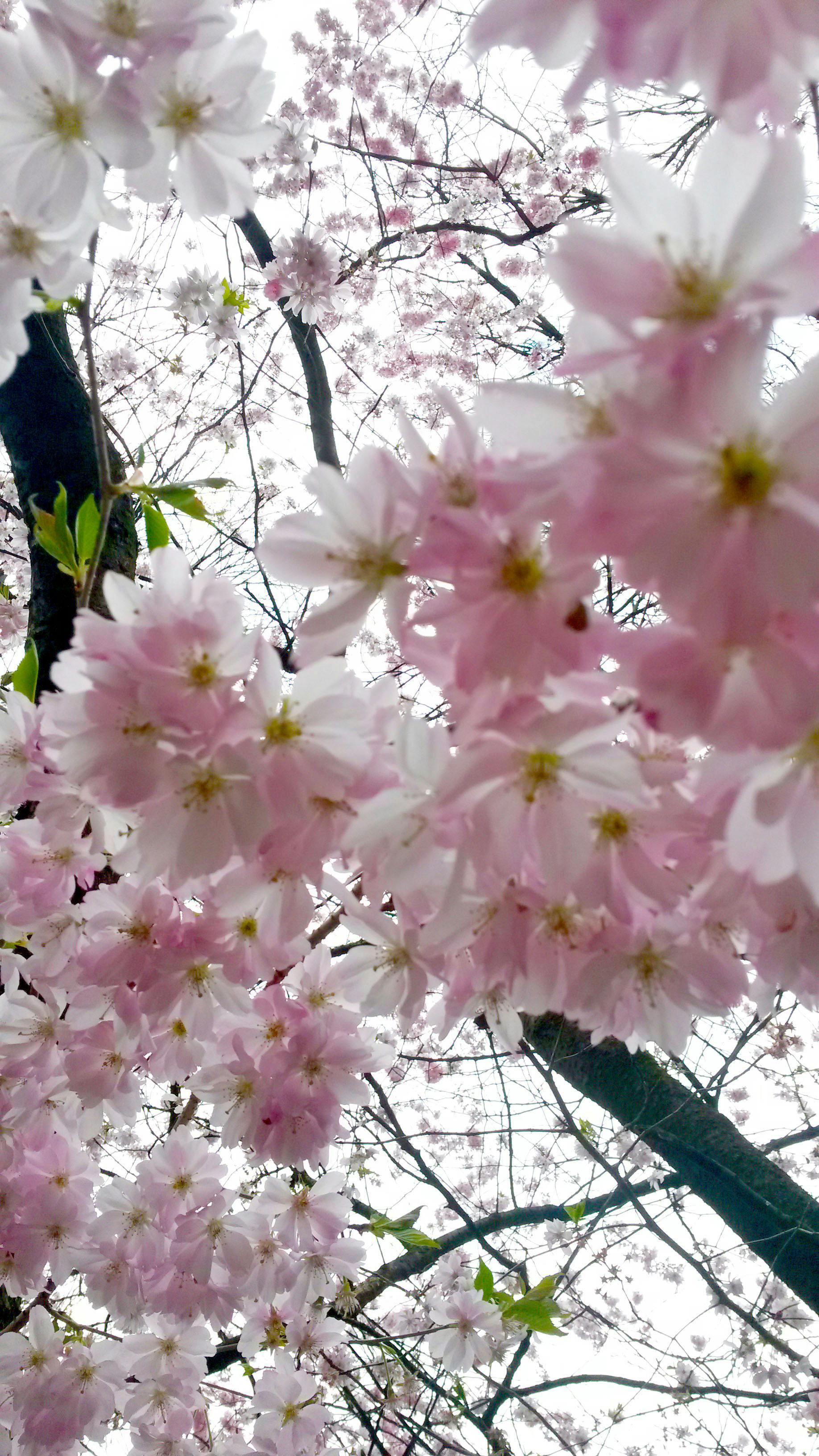 Android Gambar Wallpaper Bunga Sakura - Koleksi Gambar Bunga