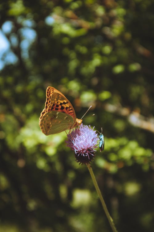 Foto profissional grátis de antena, artrópode, borboleta