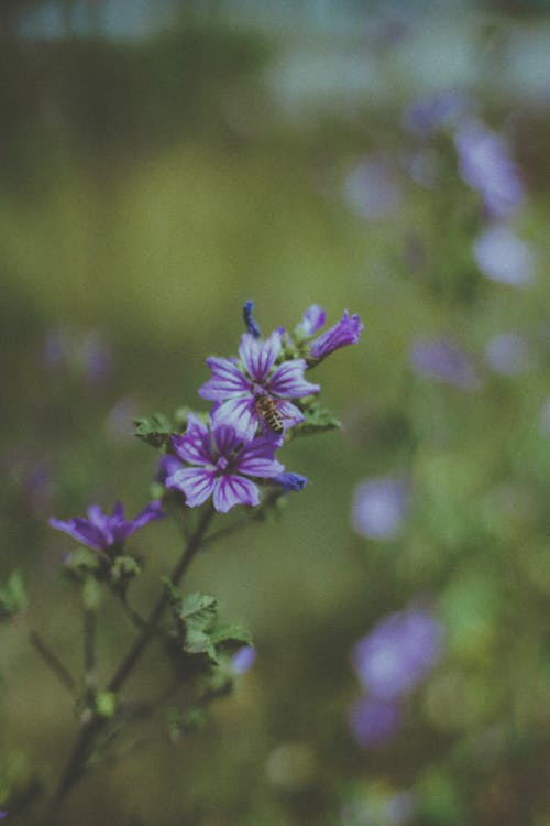 Foto stok gratis berbunga, bunga ungu, fotografi bunga