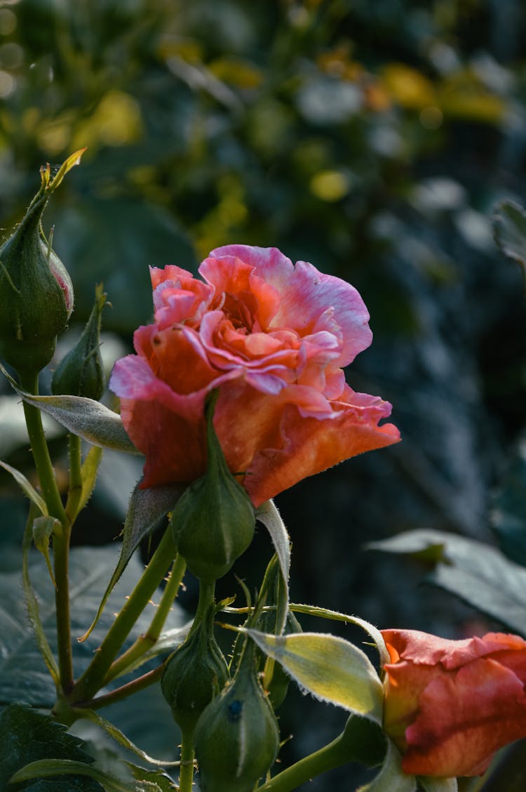 Pink Rose In A Garden