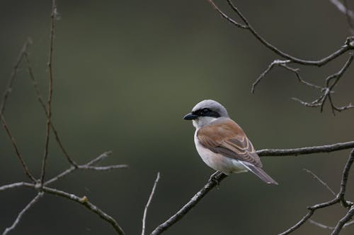 Close-Up Shot of Red-Backed Shrike Perched on Tree Branch