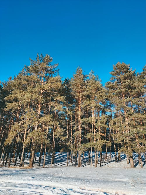 arazi, dikey atış, karla kaplı zemin içeren Ücretsiz stok fotoğraf