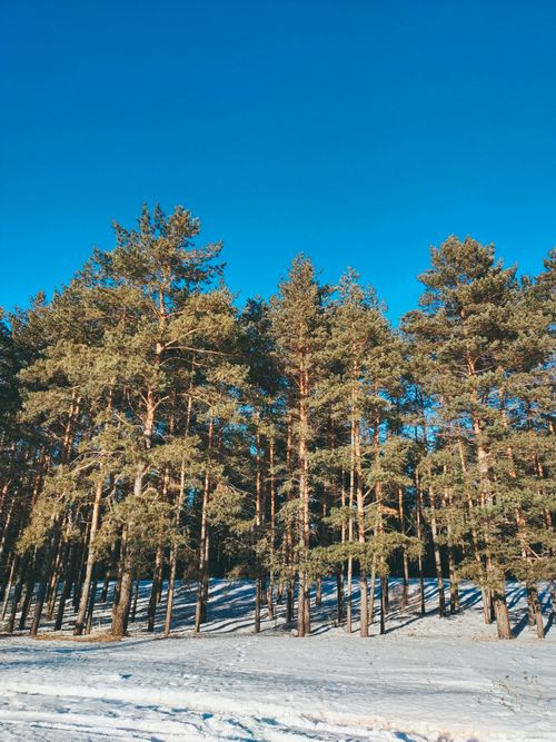 Free Tall pine trees in a snow-covered forest under a bright blue winter sky. Stock Photo