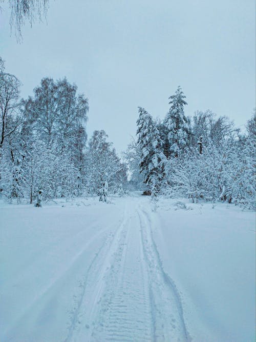 Foto profissional grátis de árvores, floresta, inverno