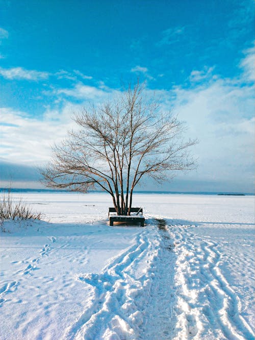 Foto profissional grátis de árvore nua, inverno, neve