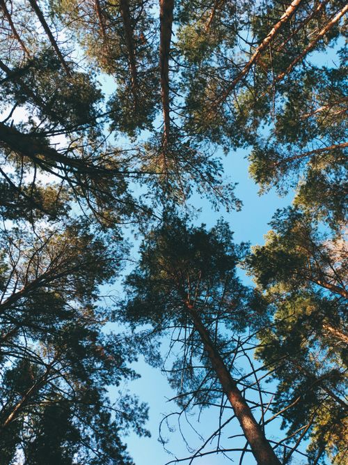 Free Captivating upward view of towering trees with a clear blue sky background. Stock Photo