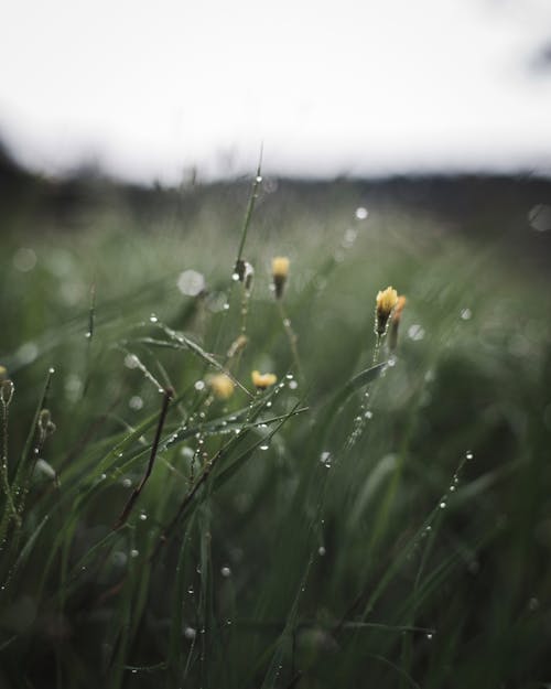 Gratis stockfoto met bokeh, dauwdruppels, druppeltjes