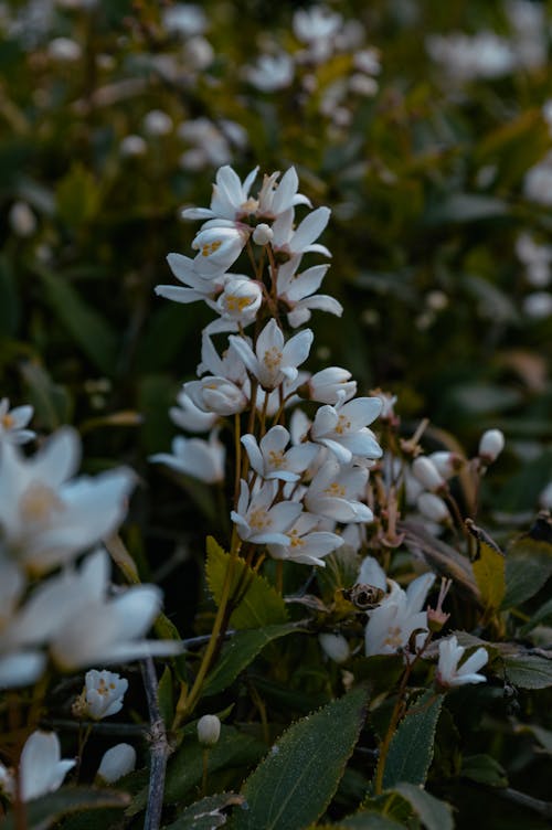 White Flowers in Tilt-Shift Lens 