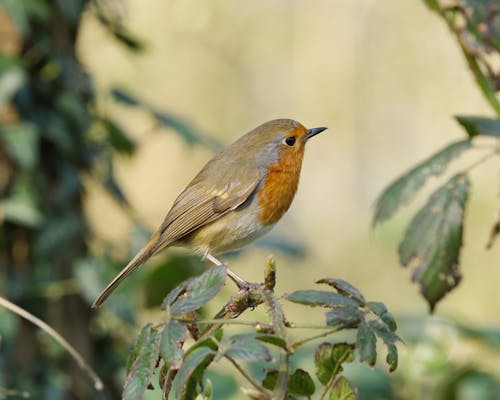Close-up Photo of Perched Robin 